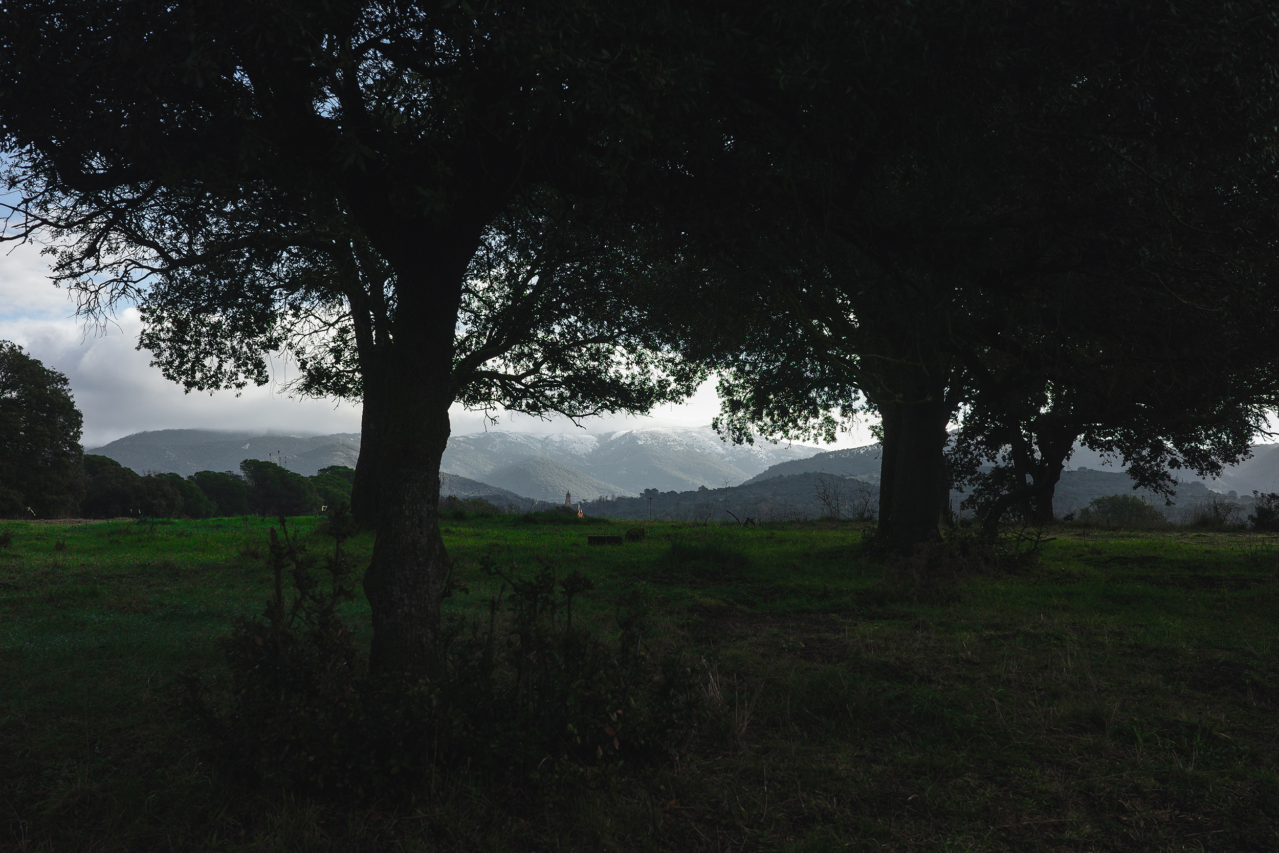 Truffle Hunting